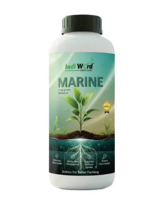 MARINE